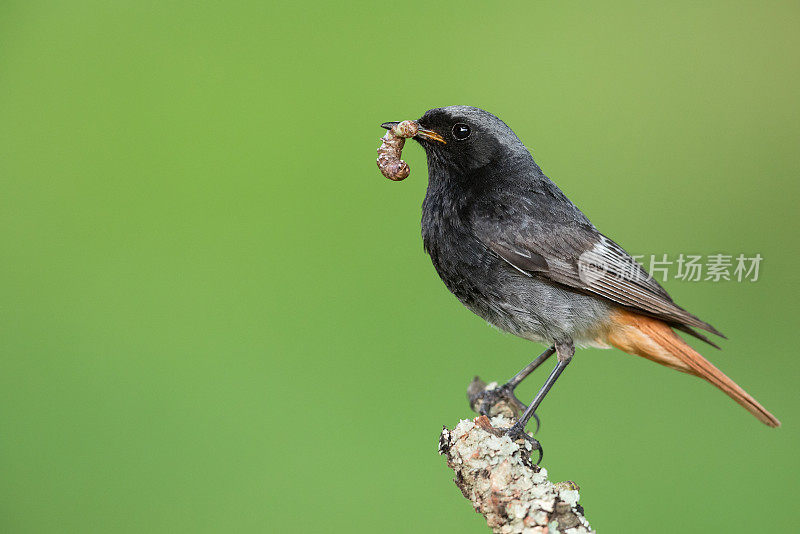 雄性黑红雀(Phoenicurus ochruros)